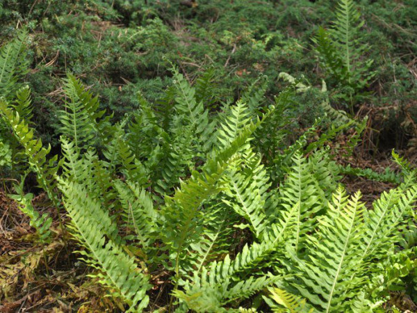 Polypodium vulgaris, Tüpfelfarn, Engelsüß