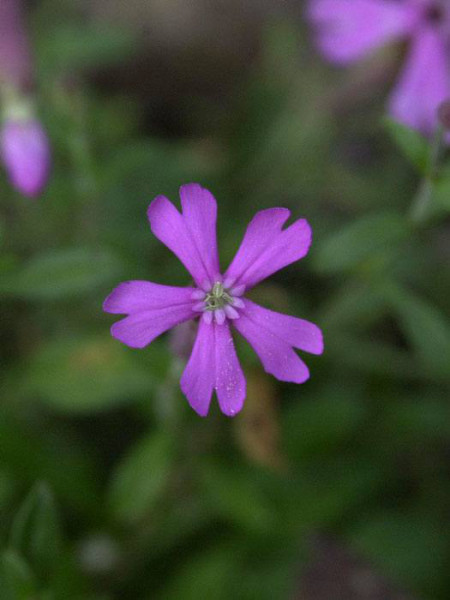 Silene schafta, Leimkraut, kaukasisches Herbst-Leimkraut