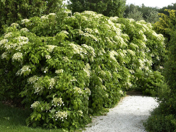 Der Wuchs der Kletterhortensie