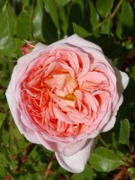 Rose Abraham Darby ® - Austin