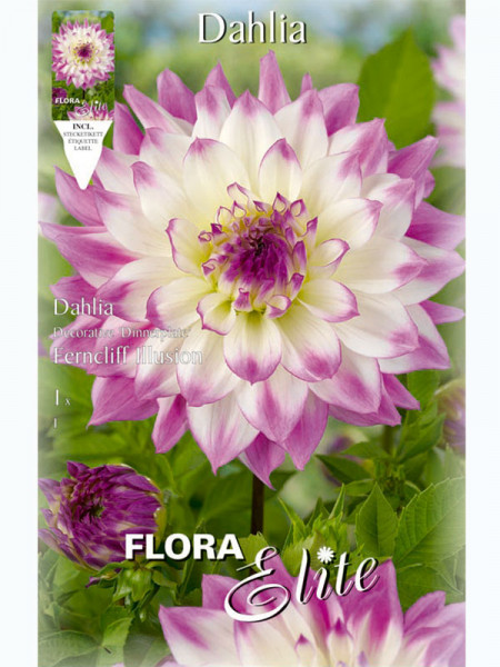 Schmuck-Dahlie &#039;Ferncliff Illusion&#039;, Dahlia (Art.Nr. 5201414)