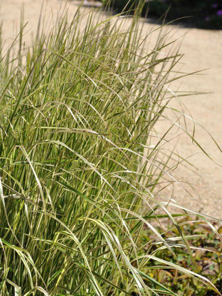 Calamagrostis x acutiflora &#039;Overdam&#039; (M), Gestreiftes Reitgras, weißbuntes Sandrohr