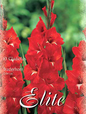 Großblumige Gladiole &#039;Traderhorn&#039;, Gladiolus (Art.Nr. 521314)