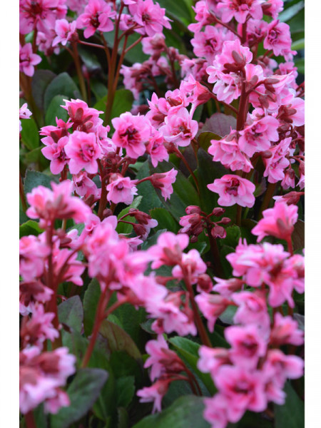 Bergenia cordifolia &#039;Flirt&#039;, Bergenie, Riesensteinbrech