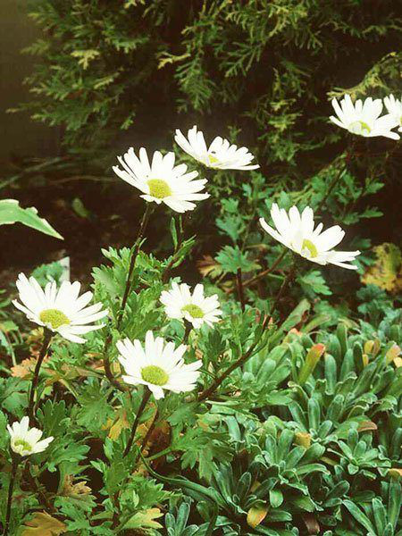 Dendranthema arcticum, Grönlandmargerite, Arcanthemum