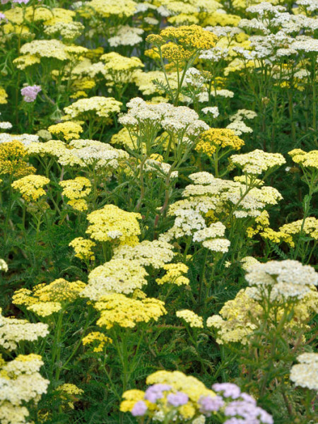 Achillea filipendulina &#039;Credo&#039; (M), Schafgarbe, Goldquirl-Garbe