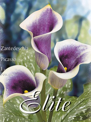 Calla &#039;Picasso&#039;, Zantedeschia (Art.Nr. 522160)