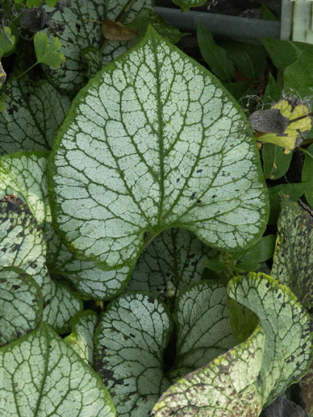 Brunnera macrophylla &#039;Jack Frost&#039;®, silbriges Kaukasus-Vergissmeinnicht