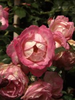 Rose Harlekin ® - Kordes