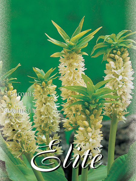 Schopflilie, Eucomis autumnalis (Art.Nr. 521170)