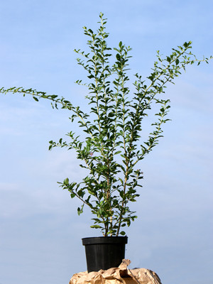 Goji-Beere &#039;Synthia&#039; (Lycium barbarum Synthia)