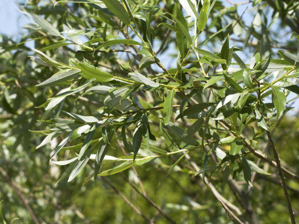 Salix purpurea, Purpurweide