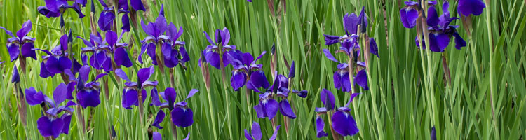 iris-staude-des-jahres