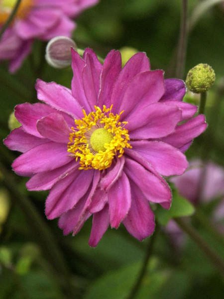 Blüte der Herbstanemone 'Pamina'