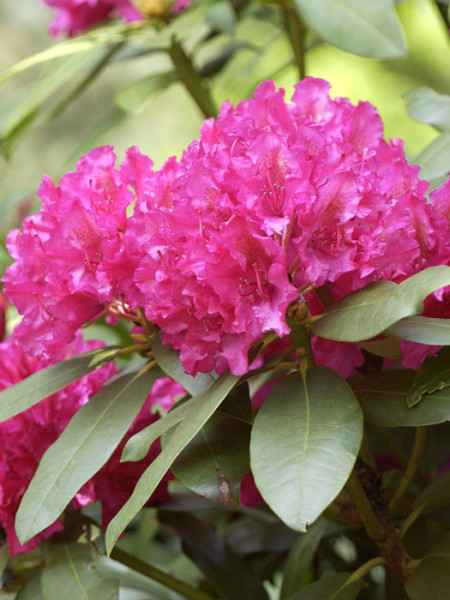 Rhododendron &#039;Mrs. P. den Ouden&#039;