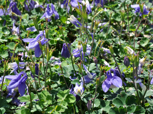 Aquilegia flabellata &#039;Ministar&#039; (M), Blau-weiße Steingarten-Akelei