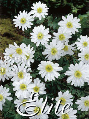 Anemone Blanda &#039;White Splendour&#039; (Art.Nr. 596408)