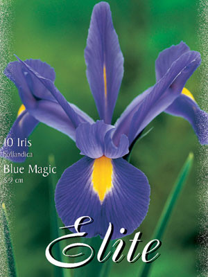 Holländische Iris &#039;Blue Magic&#039;, Iris hollandica (Art.Nr. 596900)