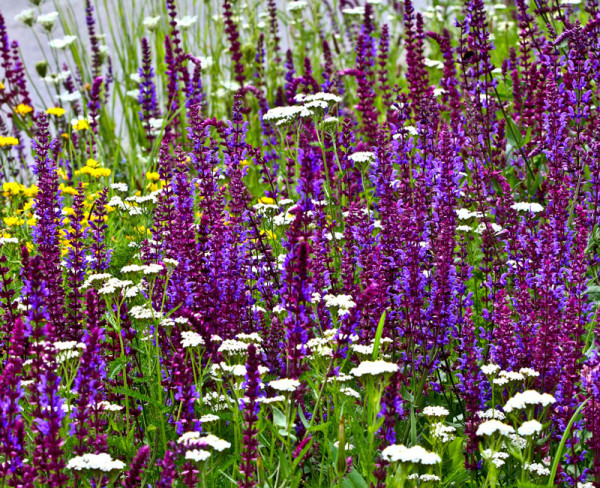 Blumenwiese - Staudenzauber