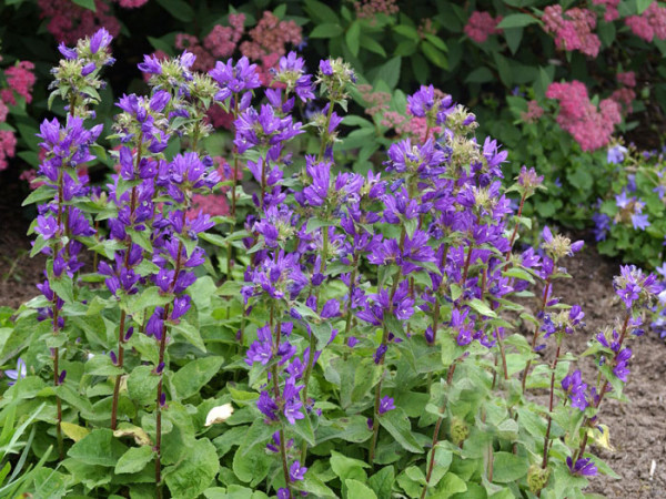 Campanula glomerata &#039;Dahurica&#039;, Hohe Knäuelglockenblume, Gartenglockenblume