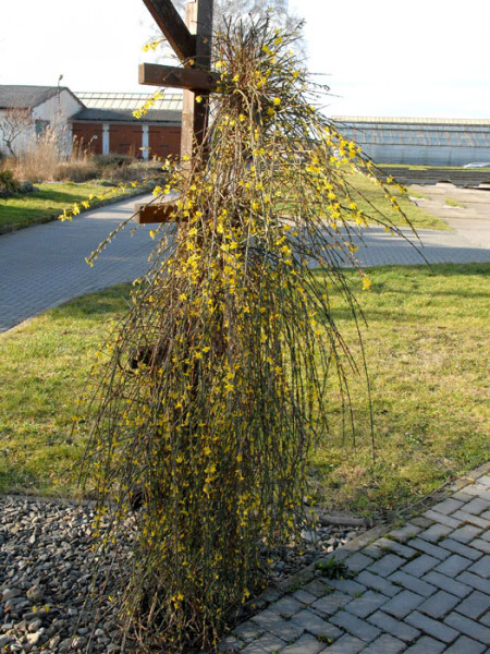 Der Winterjasmin während der Blüte