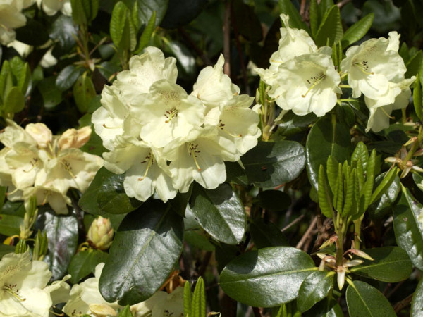 Rhododendron &#039;Marianne&#039;