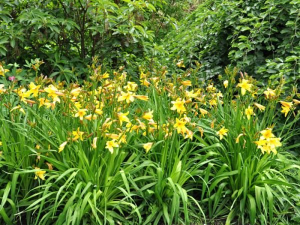 Hemerocallis middendorffii, Middendorffs Taglilie