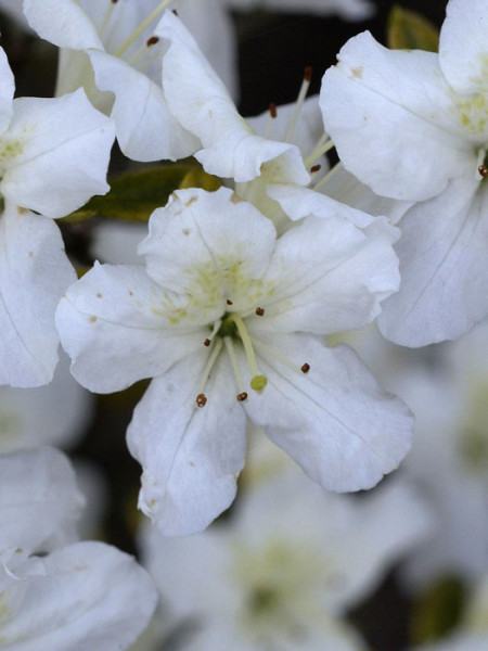 Rhododendron obtusum &#039;Schneeglanz&#039;, wintergrüne japanische Gartenazalee