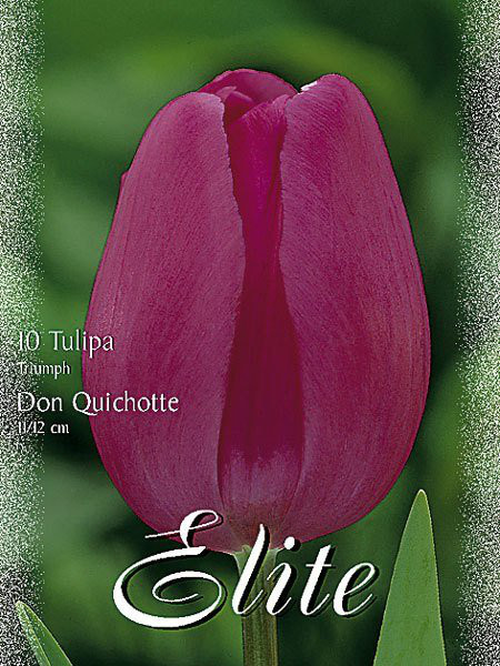 Triumph-Tulpe &#039;Don Quichotte&#039; (Art.Nr. 595204)