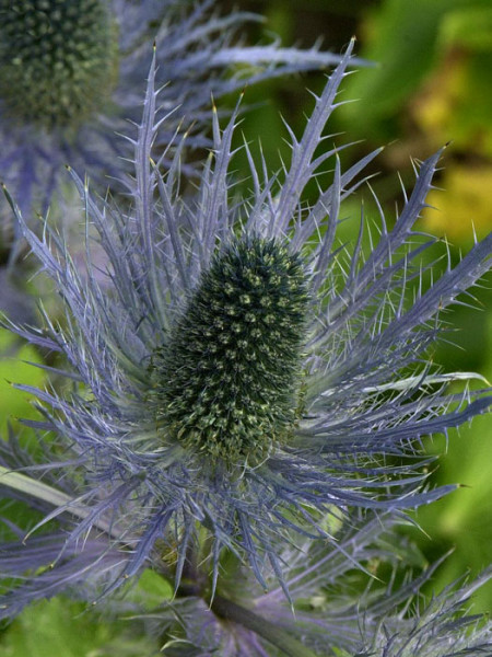 Eryngium alpinum &#039;Blue Star&#039;, Edeldistel, Mannstreu