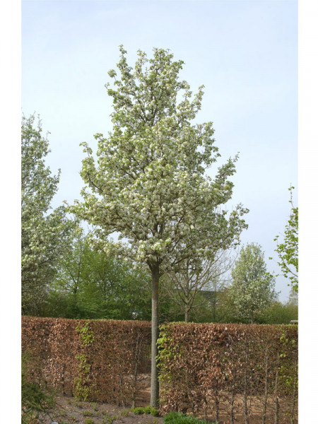Pyrus calleryana 'Chanticleer', Chinesische Wildbirne Hochstamm