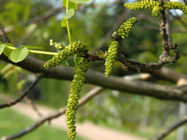 Juglans regia, Walnuss-Sämling