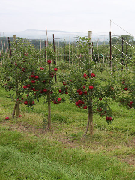 Apfelbaum Rosette 