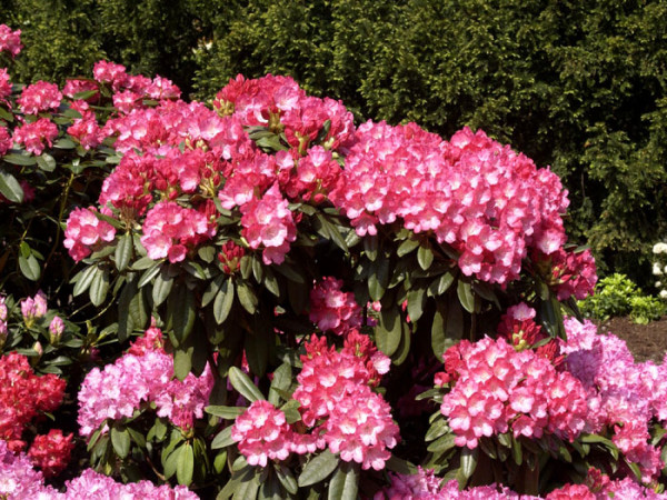 Rhododendron yakushimanum &#039;Fantastica&#039;