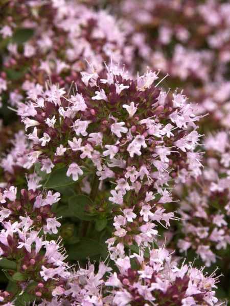 Zwerg-Oregano, Origanum vulgare &#039;Compactum&#039;