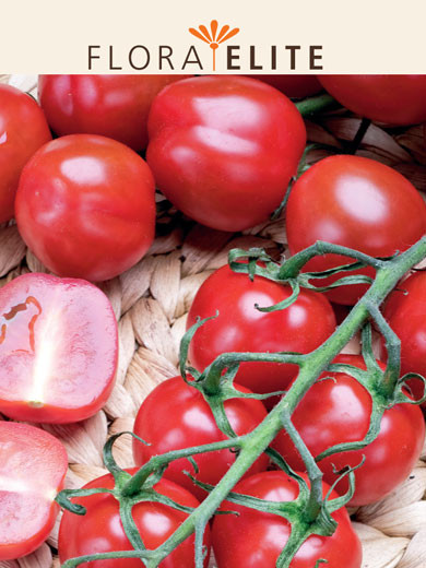 Tomate 'Supersweet 100 F1' (Art.Nr. 21570)