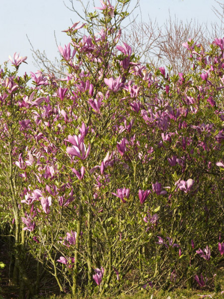 Purpur-Magnolie Susan