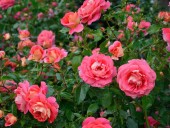 Rosen für den Garten