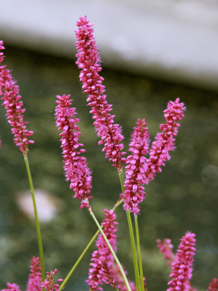 Bistorta (syn. Polygonum) amplexicaule &#039;Atropurpureum&#039; (syn. auch Persicaria), Kerzen-Knöterich, Wiesenknöterich