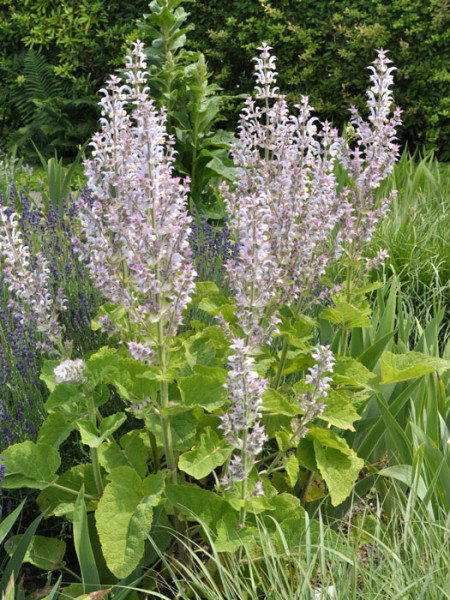 Salvia sclarea, Muskateller-Salbei