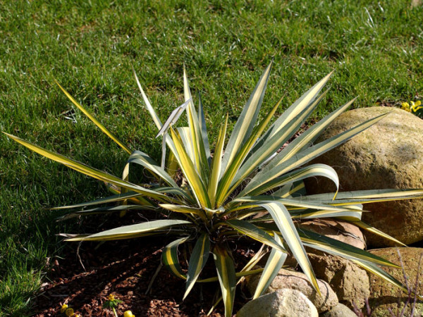 Yucca filamentosa &#039;Colour Guard&#039;, Palmlilie