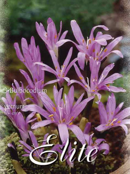 Frühlingslichtblume, Colchicum vernum (Art.Nr. 596472)