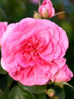 Rose Gertrude Jekyll ® - Austin