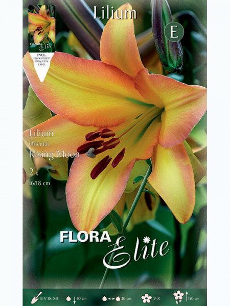 Orientalische Lilien-Hybride &#039;Rising Moon&#039;, Lilium (Art.Nr. 5217290)