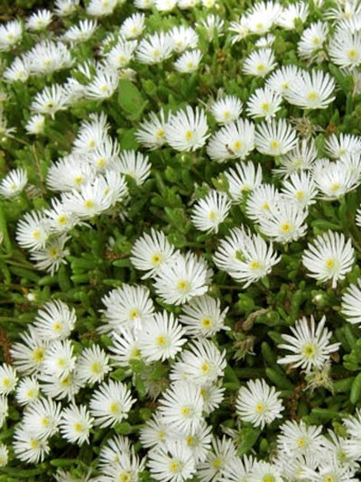 Delosperma congestum &#039;White Nugget&#039; (M), Mittagsblume