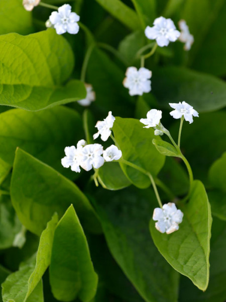 Omphalodes verna &#039;Alba&#039;, Weißes Gedenkemein, Nabelnüsschen