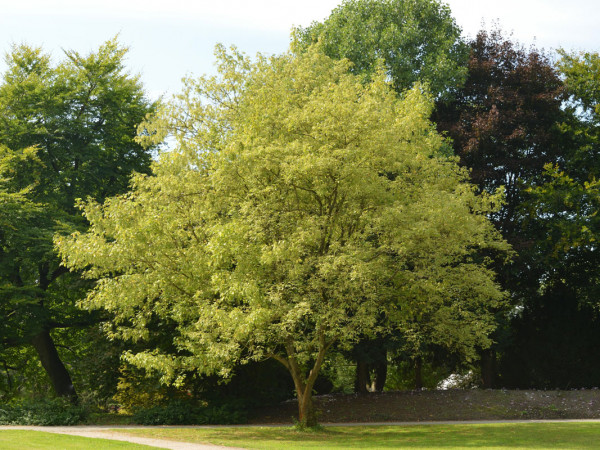 Acer negundo &#039;Aureo-Variegatum&#039;, Goldbunter Eschen-Ahorn