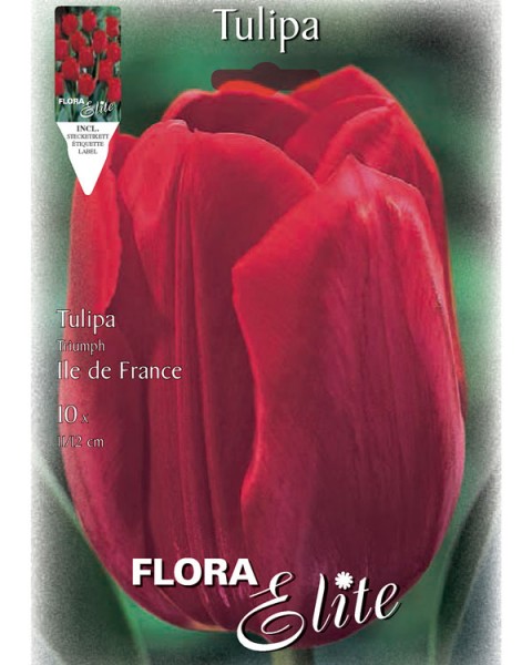 Triumph-Tulpe 'Ile de France' (Art.Nr. 595228)