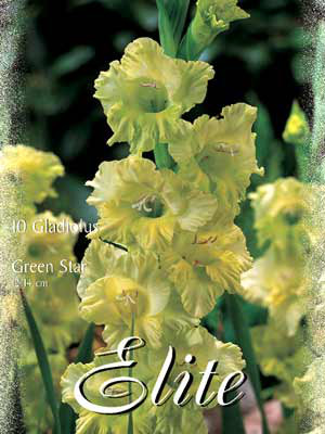Großblumige Gladiole 'Green Star', Gladiolus (Art.Nr. 521262)