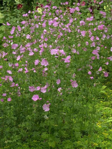 Malva alcea &#039;Fastigiata&#039;, Rosenpappel, Rosenmalve